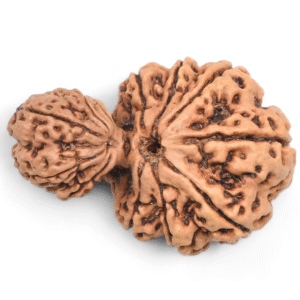 garbha-gauri-rudraksha
