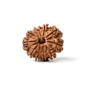 ekadashmukhi-rudraksha
