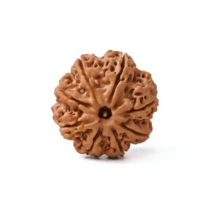 ashtamukhi-rudraksha