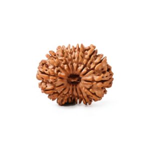 chaturdashmukhi-rudraksha