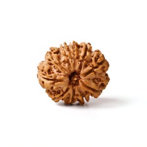 dashamukhi-rudraksha