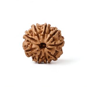 navamukhi-rudraksha