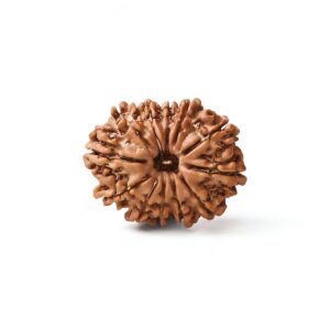 dwadashmukhi-rudraksha